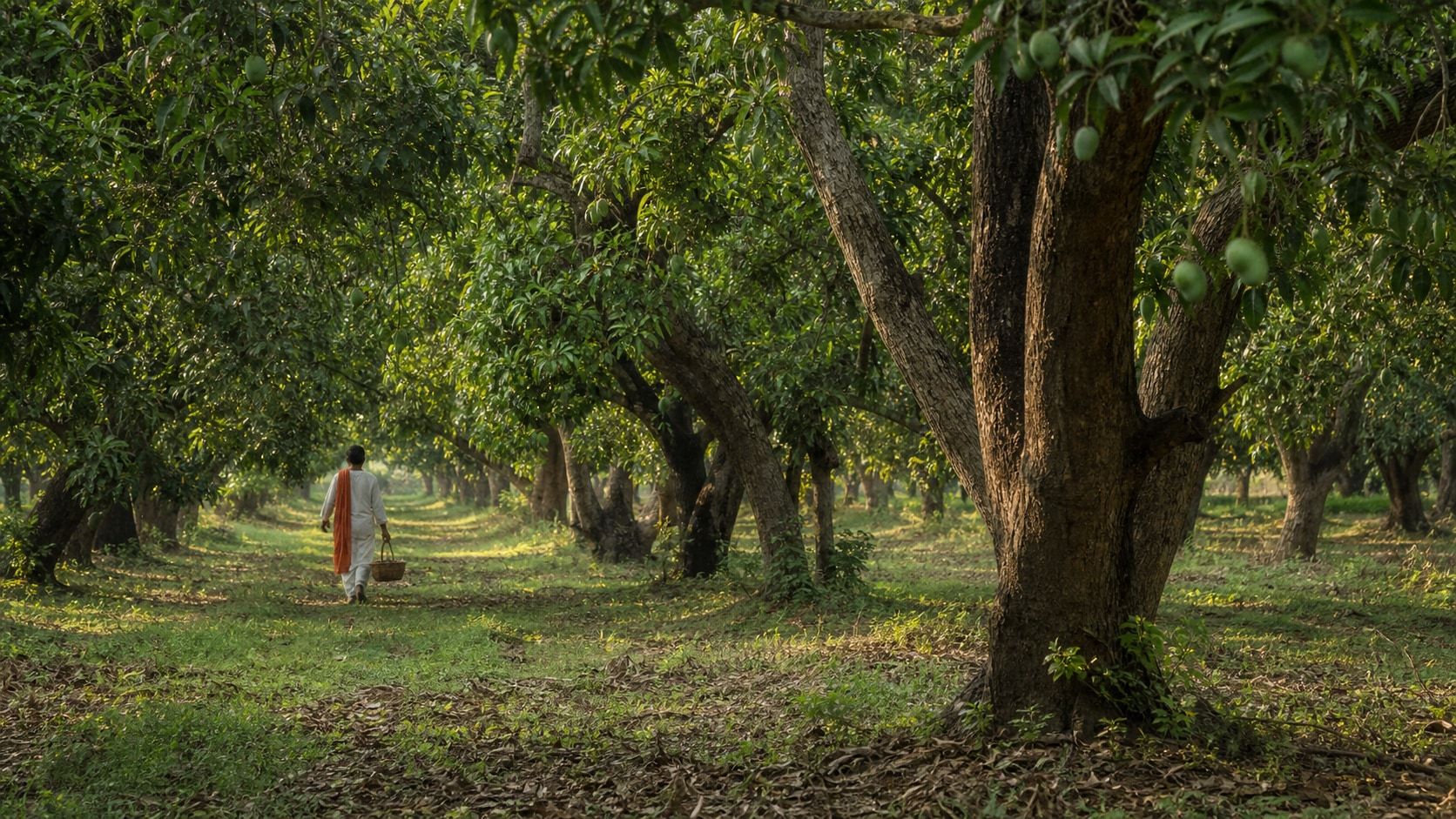 A woman walks down a shaded path between old mango trees.