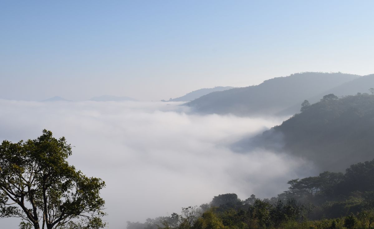 Morning near Lambasingi: mist filling a valley below forested hills, with a tree in the foreground and a pale blue sky above.